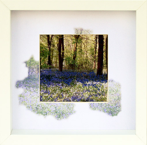 Bluebell woods